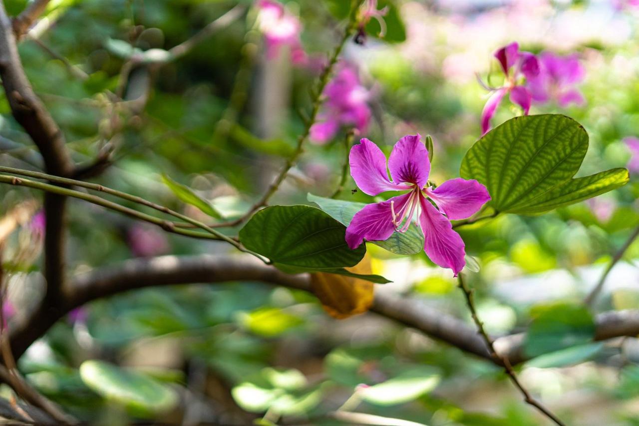 Holo Bato Saigon - Serviced Homestay